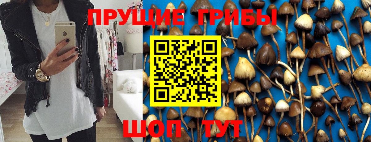 Псилоцибиновые грибы Psilocybine cubensis  Вход с VPN  Прохладный 